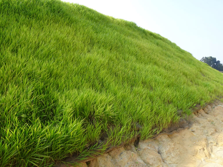 The,Grass,Is,Planted,To,Prevent,Erosion,Of,The,Soil