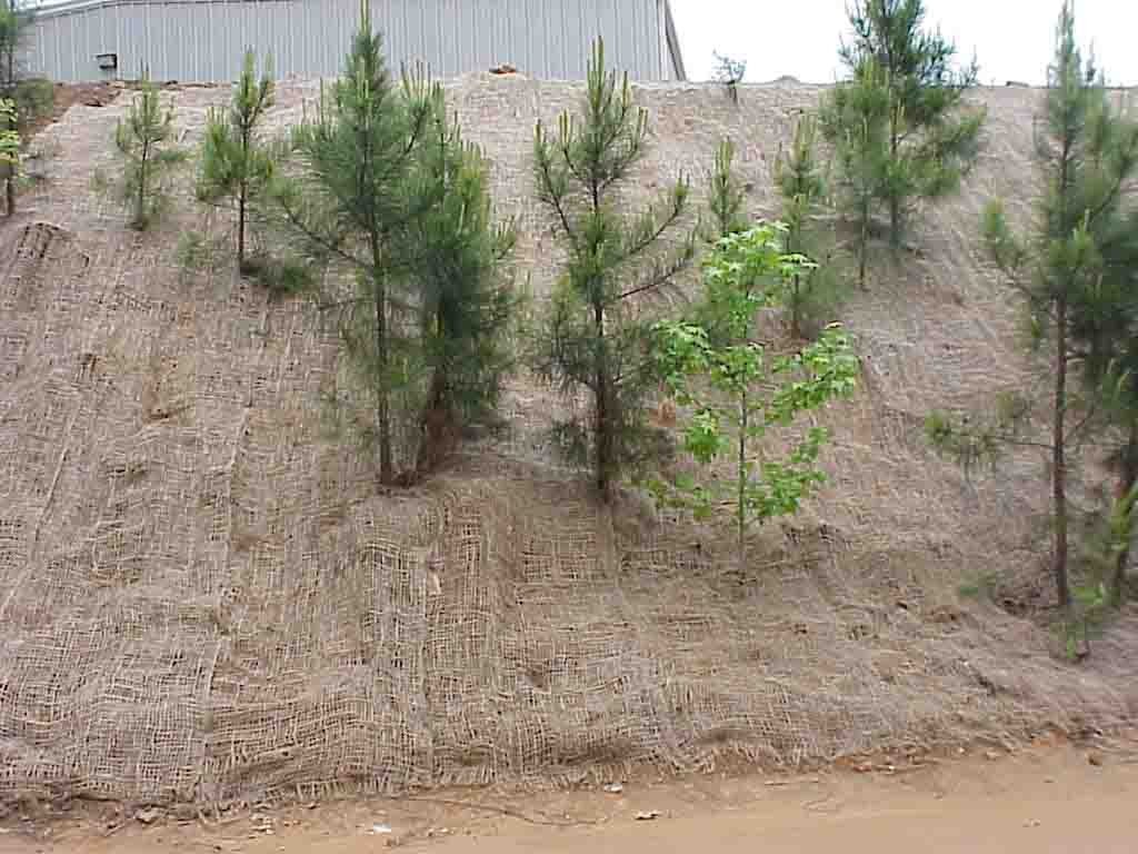 Open-weave matting on slope providing structural support under hydroseed