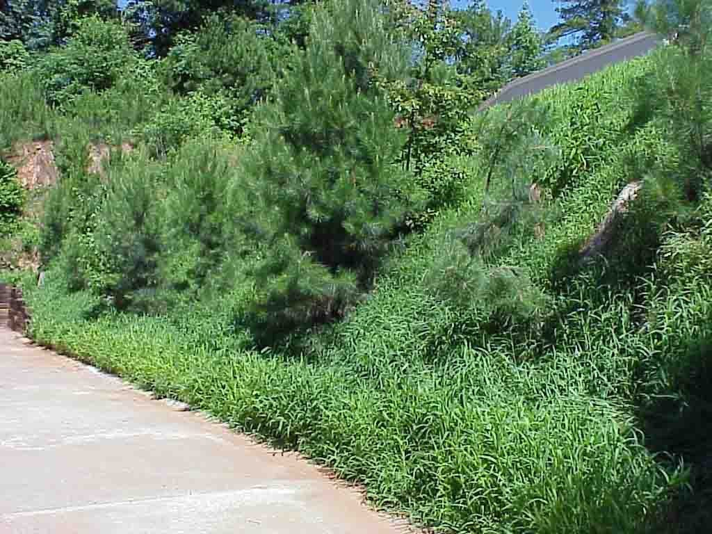 Established grass cover on treated slope four weeks after hydroseeding