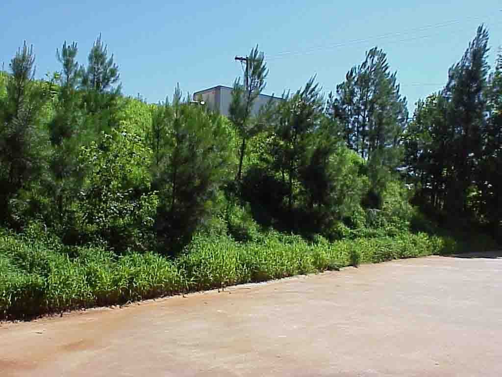 Steep embankment with established grass after APS polymer hydroseeding